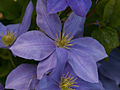 Clematis Fujimusume IMG_7150 Powojnik